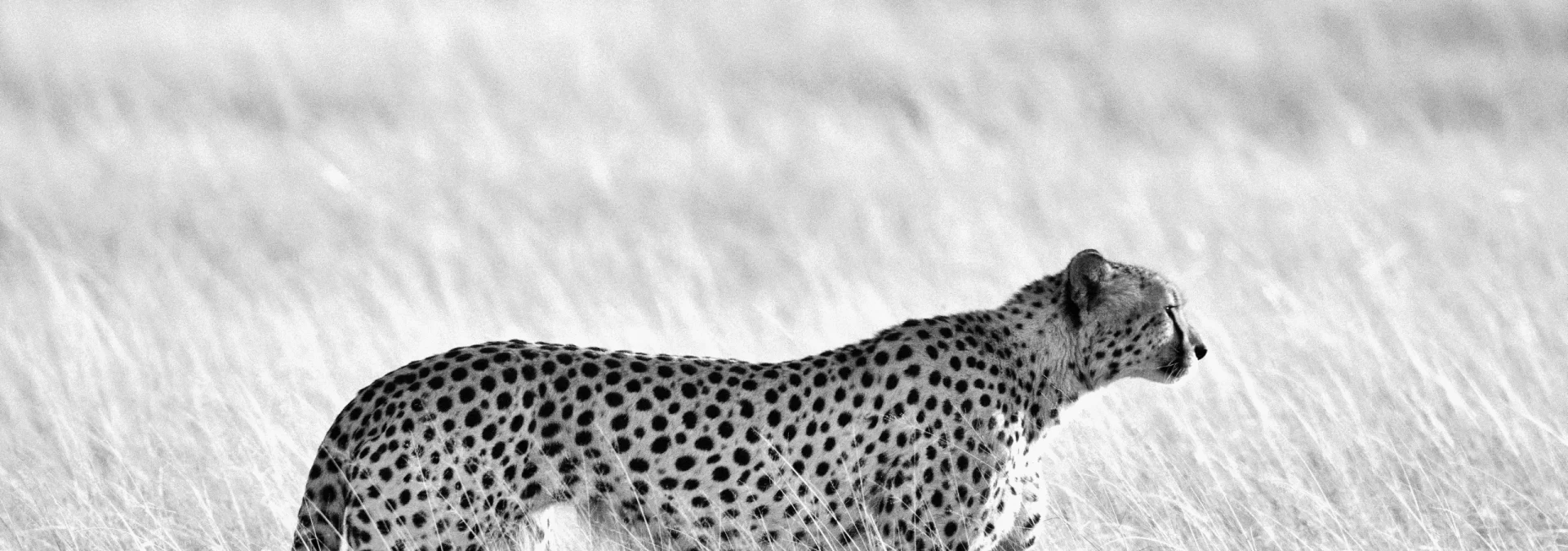 Quest Africa - Choose your adventure!